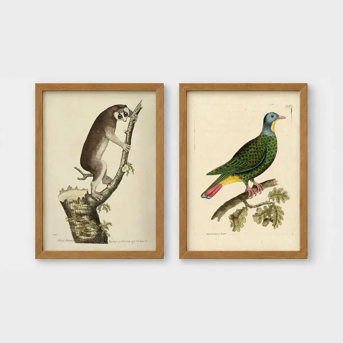 Set of 2 framed prints, antique naturalist illustrations: a lemur climbing a branch; and a green pigeon perched on a branch — unframed