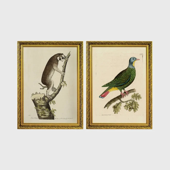 Set of 2 framed prints, antique naturalist illustrations: a lemur climbing a branch; and a green pigeon perched on a branch — unframed