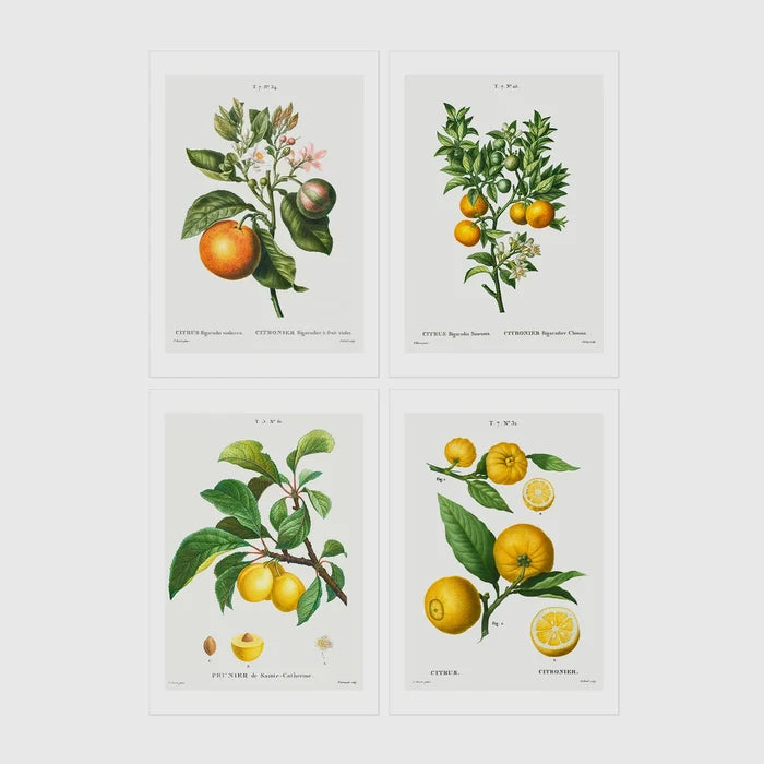 A4 | 8¼ x 11¾in / Print Only No Frame